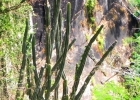 <i>Cereus hildmannianus</i> K. Schum. [Cactaceae]