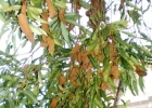 <i>Ocotea puberula</i> (Rich.) Nees [Lauraceae]