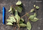 <i>Cybianthus peruvianus</i> (A. DC.) Miq. [Primulaceae]
