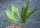 <i>Pouteria venosa</i> (Mart.) Baehni  [Sapotaceae]