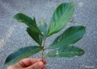 <i>Pouteria venosa</i> (Mart.) Baehni  [Sapotaceae]