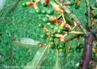 <i>Ocotea puberula</i> (Rich.) Nees [Lauraceae]