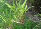 <i>Chusquea meyeriana</i> Rupr. ex Döll [Poaceae]