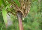 <i>Chusquea meyeriana</i> Rupr. ex Döll [Poaceae]