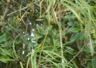 <i>Chusquea leptophylla</i> Nees [Poaceae]