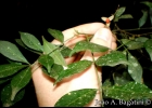 <i>Trichilia elegans</i> A. Juss. [Meliaceae]