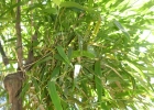 <i>Guadua trinii</i> (Nees) Rupr. [Poaceae]