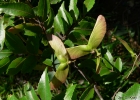 <i>Diatenopteryx sorbifolia</i> Radlk. [Sapindaceae]