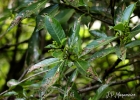 <i>Hedyosmum brasiliense</i> Miq.  [Chloranthaceae]