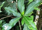 <i>Hedyosmum brasiliense</i> Miq.  [Chloranthaceae]