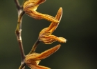 <i>Acianthera alligatorifera</i> (Rchb. f.) Pridgeon & M.W.Chase [Orchidaceae]