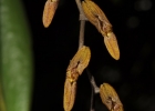 <i>Acianthera alligatorifera</i> (Rchb. f.) Pridgeon & M.W.Chase [Orchidaceae]