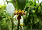 <i>Acianthera aphthosa</i> (Lindl.) Pridgeon & M.W.Chase [Orchidaceae]