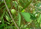 <i>Aegiphila brachiata</i> Vell. [Lamiaceae]