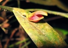 <i>Acianthera glanduligera</i> (Lindl.) Luer [Orchidaceae]