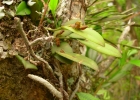 <i>Acianthera glanduligera</i> (Lindl.) Luer [Orchidaceae]