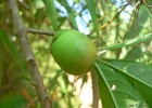 <i>Aegiphila brachiata</i> Vell. [Lamiaceae]