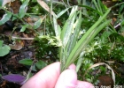 <i>Acianthera hygrophila</i> (Barb. Rodr.) Pridgeon & M.W.Chase [Orchidaceae]