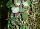 <i>Acianthera karlii</i> (Pabst) C.N. Gonçalves & J.L. Waechter [Orchidaceae]