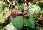 <i>Acianthera karlii</i> (Pabst) C.N. Gonçalves & J.L. Waechter [Orchidaceae]