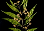 <i>Blepharocalyx salicifolius</i> (Kunth) O.Berg [Myrtaceae]