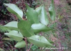 <i>Blepharocalyx salicifolius</i> (Kunth) O.Berg [Myrtaceae]