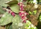 <i>Acianthera recurva</i> (Lindl.) Pridgeon & M.W.Chase [Orchidaceae]