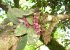 <i>Acianthera recurva</i> (Lindl.) Pridgeon & M.W.Chase [Orchidaceae]