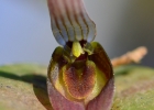 <i>Acianthera saundersiana</i> (Rchb. f.) Pridgeon & M.W.Chase [Orchidaceae]