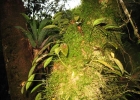<i>Acianthera saundersiana</i> (Rchb. f.) Pridgeon & M.W.Chase [Orchidaceae]