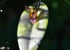 <i>Acianthera saundersiana</i> (Rchb. f.) Pridgeon & M.W.Chase [Orchidaceae]