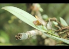 <i>Acianthera saundersiana</i> (Rchb. f.) Pridgeon & M.W.Chase [Orchidaceae]