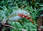 <i>Acianthera macropoda</i> (Barb. Rodr.) Pridgeon & M.W.Chase [Orchidaceae]