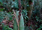 <i>Acianthera saurocephala</i> (Lodd.) Pridgeon & M.W.Chase [Orchidaceae]