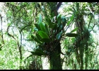 <i>Acianthera saurocephala</i> (Lodd.) Pridgeon & M.W.Chase [Orchidaceae]