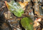<i>Cyclopogon variegatus</i> Barb. Rodr. [Orchidaceae]