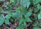 <i>Cyclopogon variegatus</i> Barb. Rodr. [Orchidaceae]