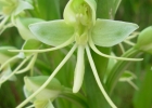 <i>Habenaria johannensis</i> Barb. Rodr. [Orchidaceae]