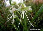 <i>Habenaria johannensis</i> Barb. Rodr. [Orchidaceae]