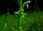<i>Habenaria repens</i> Nutt. [Orchidaceae]