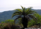 <i>Butia capitata</i> (Mart.) Becc. [Arecaceae]