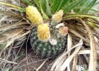 <i>Parodia curvispina</i> (F. Ritter) D.R. Hunt [Cactaceae]