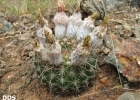 <i>Parodia curvispina</i> (F. Ritter) D.R. Hunt [Cactaceae]