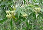<i>Quillaja brasiliensis</i> (A.St.-Hil. & Tul.) Mart. [Quillajaceae]