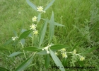 <i>Quillaja brasiliensis</i> (A.St.-Hil. & Tul.) Mart. [Quillajaceae]