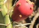 <i>Opuntia elata</i> Salm-Dyck [Cactaceae]