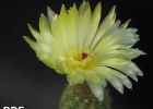 <i>Parodia stockingeri</i> (Prestle) Hofacker & Braun [Cactaceae]