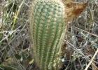 <i>Parodia tenuicylindrica</i> (F.Ritter) D.R.Hunt [Cactaceae]