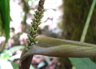 <i>Asterostigma lividum</i> (Lodd.) Engl. [Araceae]