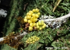 <i>Berberis laurina</i> Thunb. [Berberidaceae]